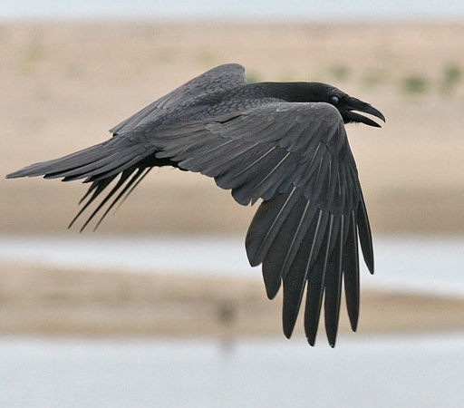 photo of flying black raven, Jungian analysis