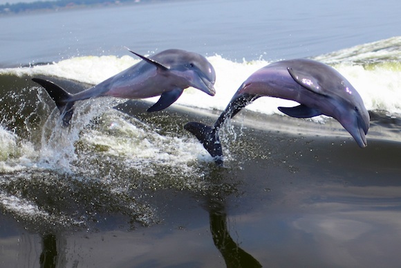 Two dolphins leaping out of waves. Jungian therapy