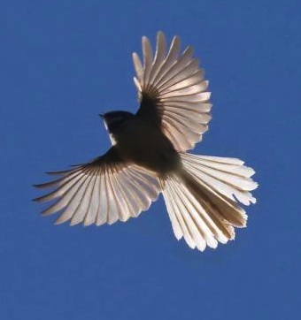 New Zealand Fantail. Tiny bird in flight. Jungian therapy