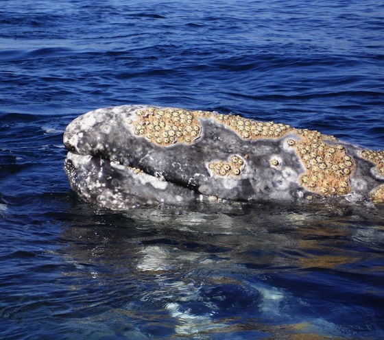 grey whale face with barnacles. jungian therapy