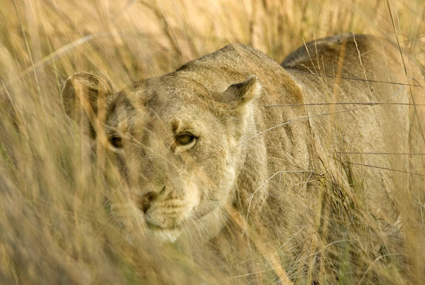 lioness in grass.jungian analyst