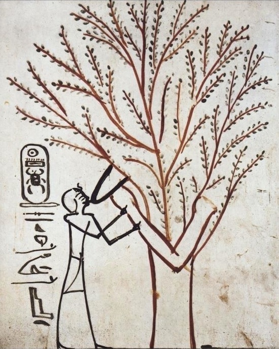 man.tree.drawing.jungian psychoanalysis