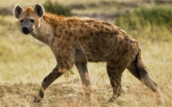 wild hyena.jungian analyst