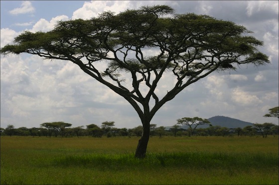 Acacia tree on savanna. Jungian analysis