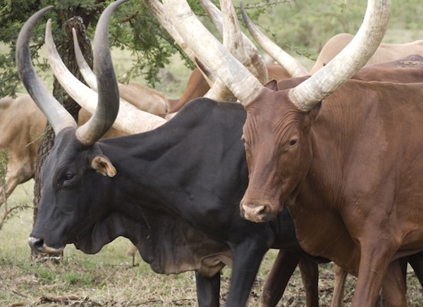 Long-horned african cattle: narcissism narcissistic personality disorder