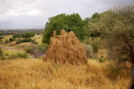 yellow ant hill in veldt.jungian therapy