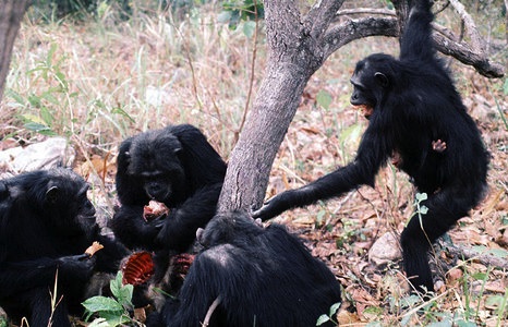 chimps eat meat.jungian psychoanalysis