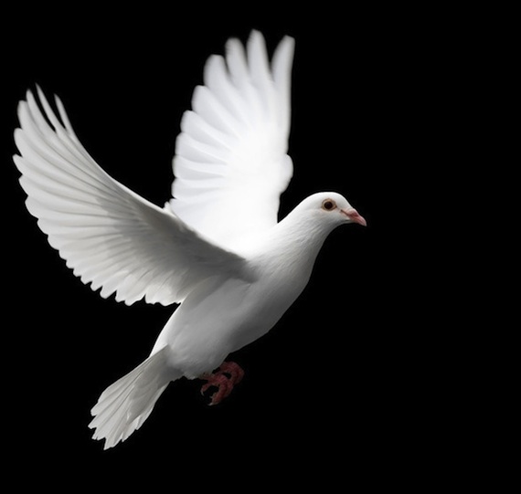 white dove flying black background. jungian analyst