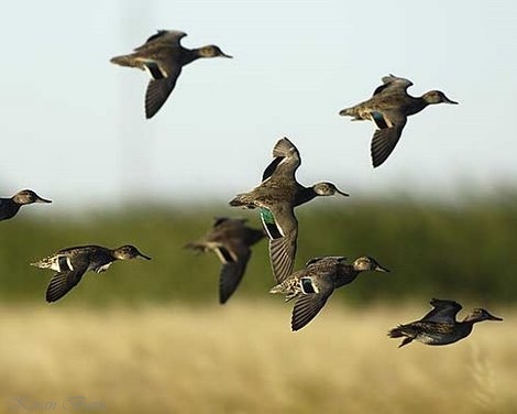 ducks flight.jungian psychoanalysis