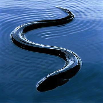 Swimming eel.Jungian analysis
