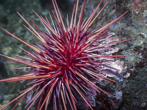 sea urchin with giant red spines. Jungian analysis