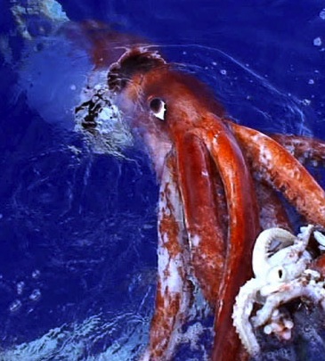 huge squid.jungian psychoanalysis