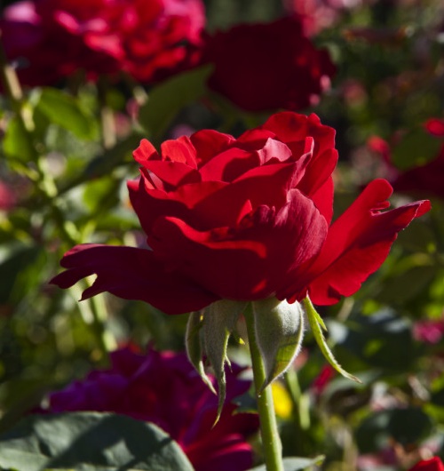 hybrid tea rose flower