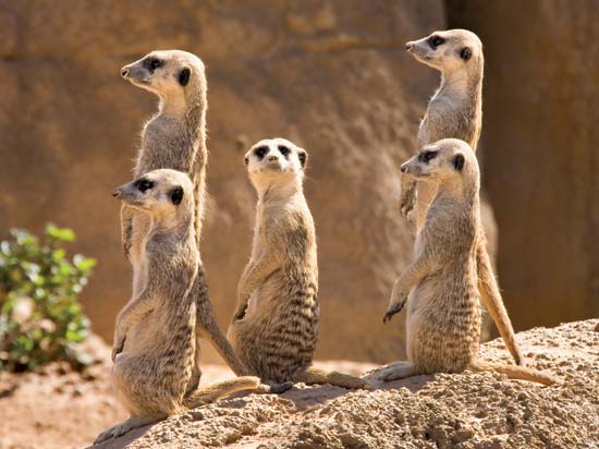 upright meerkats.jungian psychoanalysis