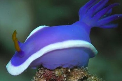 purple slug.jungian psychotherapy