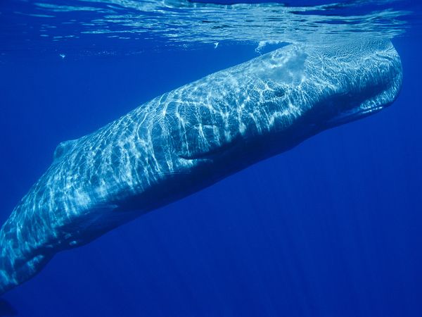 sperm whale underwater. jungian analysis
