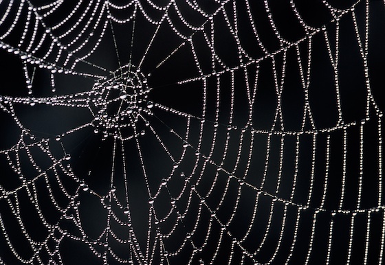 spider web over black background. jungian analyst