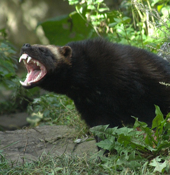 wolverine threatening with teeth. jungian analyst